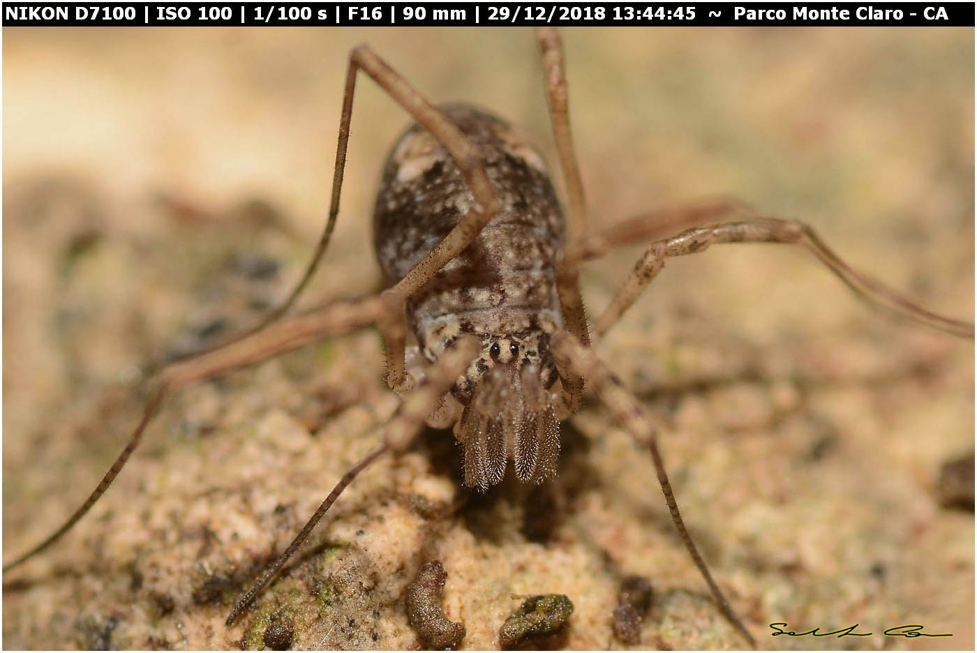 Dicranopalpus brevipes (Phalangiidae) - Nuova pubblicazione